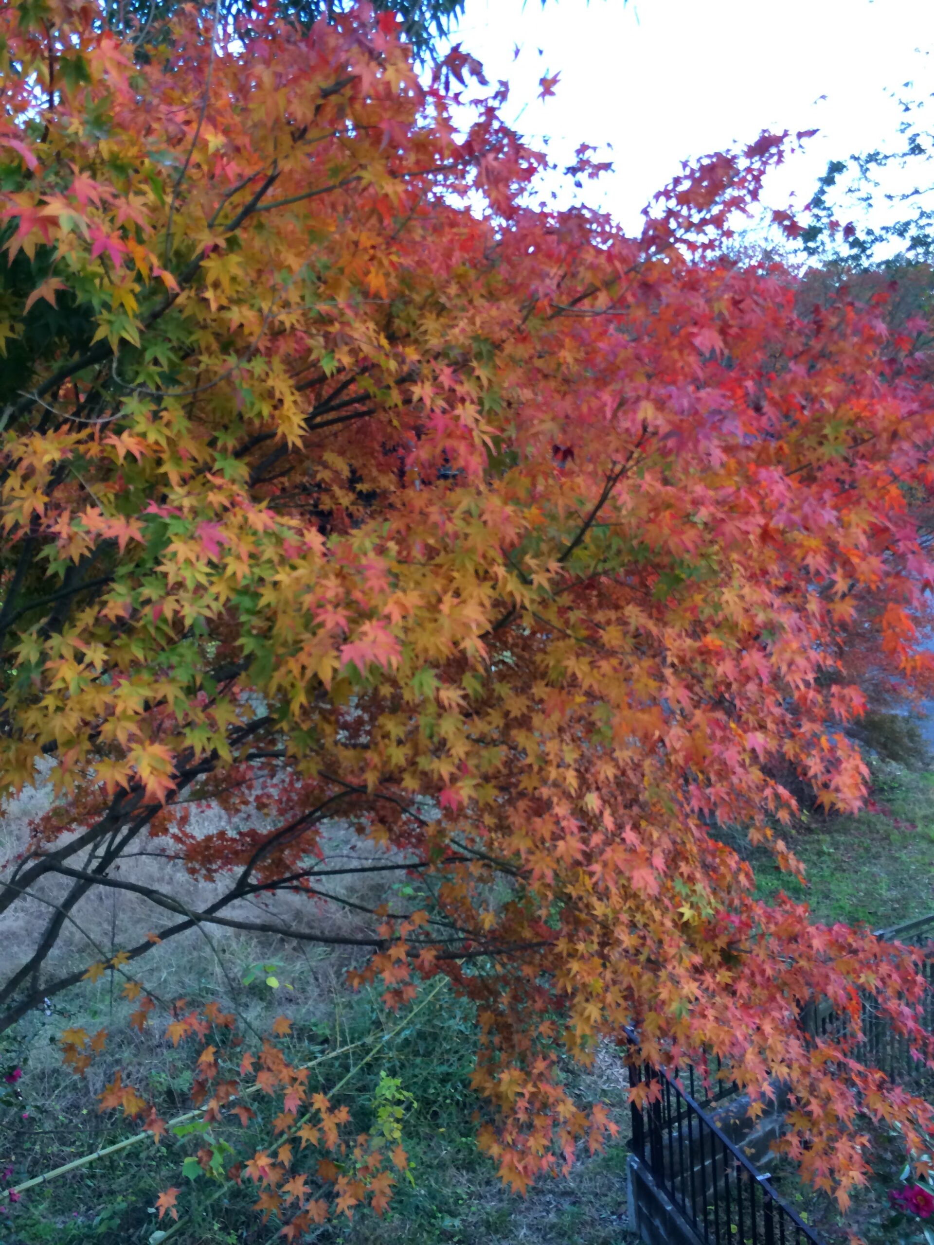 Momiji　紅葉（もみじ）